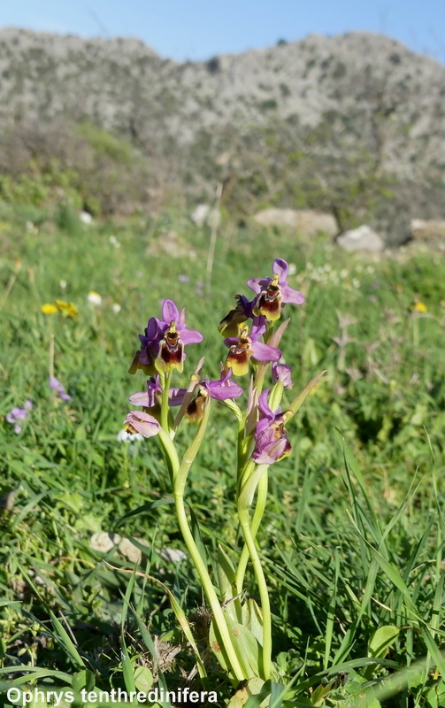 Andalusia: le orchidee e Grandi Pietre  marzo-aprile 2023.